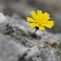 /album/macro/frida-dumont-img-2150-jpg/